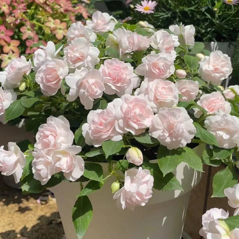 Sementes De Balsâmia Com Flores Duplas, Florescendo Durante Todo O Ano – Sementes De Flores Para Plantio Em Casa, Varanda Ou Experimentos Estudantis, Fáceis De Cultivar Em Solo.  |   Sementes De Plantas Sementes De Plantas Sementes De Plantas