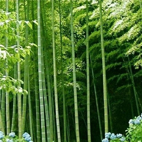 Sementes De Bambu De Quatro Estações, Bambu Dourado, Bambu Roxo, Bambu Estômago De Buda, Plantas Verdes Para Cultivo Em Grandes Quintais Agrícolas.  |   Muda Muda Muda