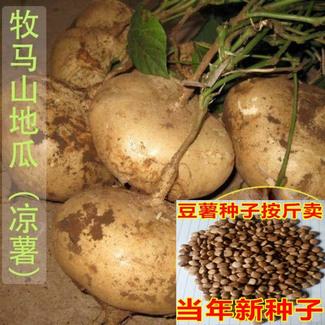 Sementes De Batata-Doce Da Montanha Mu Ma, Sichuan, Sementes De Inhame, Sementes De Vegetais E Frutas, Sementes De Batata-Doce.  |   Sementes De Frutas Sementes De Frutas Sementes De Frutas