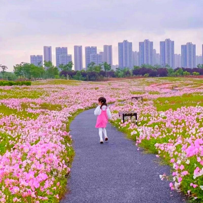 Sementes De Bela Flor De Noite, Florescendo Durante Todas As Estações, Resistentes Ao Calor E Ao Frio No Verão, Fáceis De Cultivar, Ideais Para Jardins E Flores Ao Ar Livre.  |   Sementes De Plantas Sementes De Plantas Sementes De Plantas