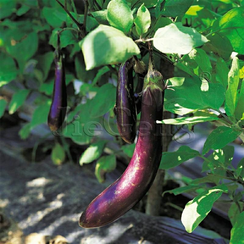 Sementes De Berinjela, Berinjela Roxa, Berinjela Redonda, Cultivo Em Vaso, Hortaliças De Verão.  |   Sementes De Frutas Sementes De Frutas Sementes De Frutas