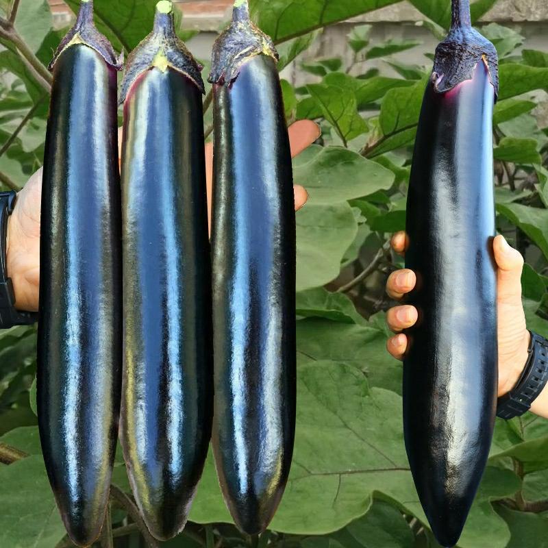 Sementes De Berinjela Longa, Mudas De Berinjela Longa Roxa E Preta, Mudas Enxertadas De Berinjela Com Solo, Mudas De Vegetais Para Todas As Estações.  |   Sementes De Vegetais Sementes De Vegetais Sementes De Vegetais