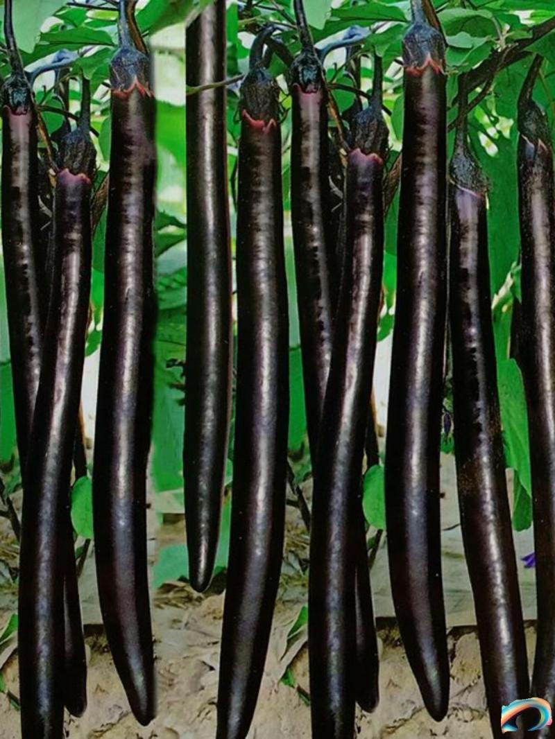 Sementes De Berinjela Preta Longa, Vegetais Para Cultivo Em Vasos Durante As Quatro Estações, Berinjela Redonda Roxa E Vermelha, Sementes De Hortas Para Primavera E Outono.  |   Sementes De Frutas Sementes De Frutas Sementes De Frutas