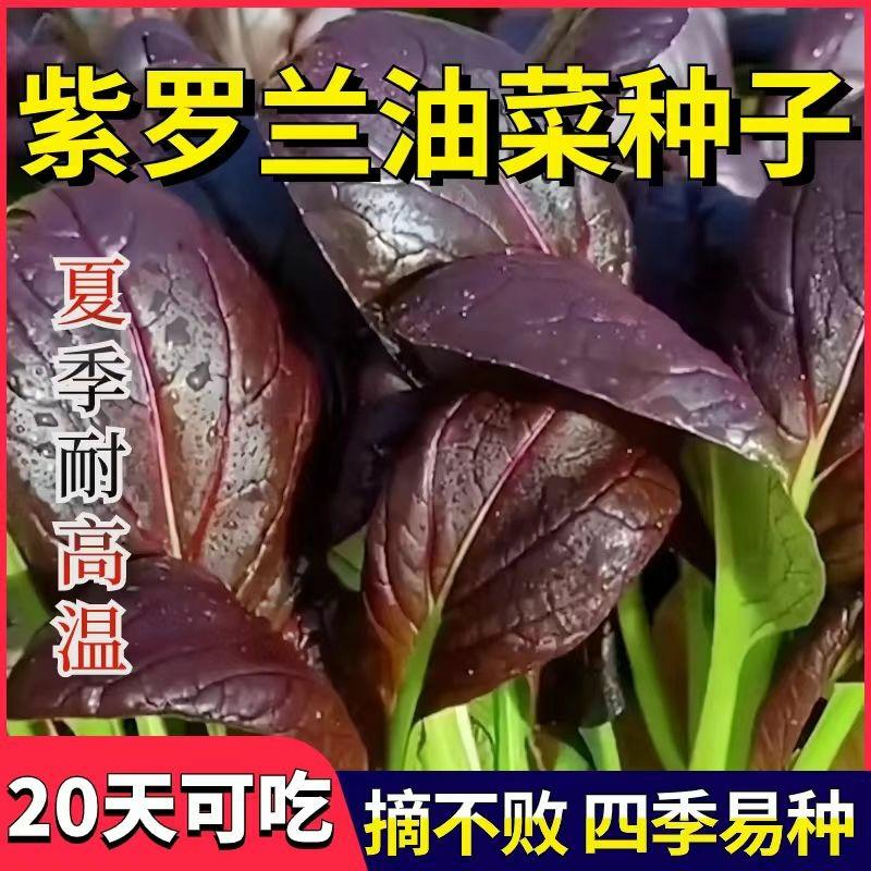 Sementes De Brócolis Roxos De Alta Temperatura, Sementes De Repolho Roxo, Sementes De Acelga Roxa, Sementes De Couve De Shanghai, Sementes De Vegetais Pequenos Para Cultivo Em Vasos Em Varandas Durante Todas As Estações.  |   Sementes De Vegetais Sementes De Vegetais Sementes De Vegetais