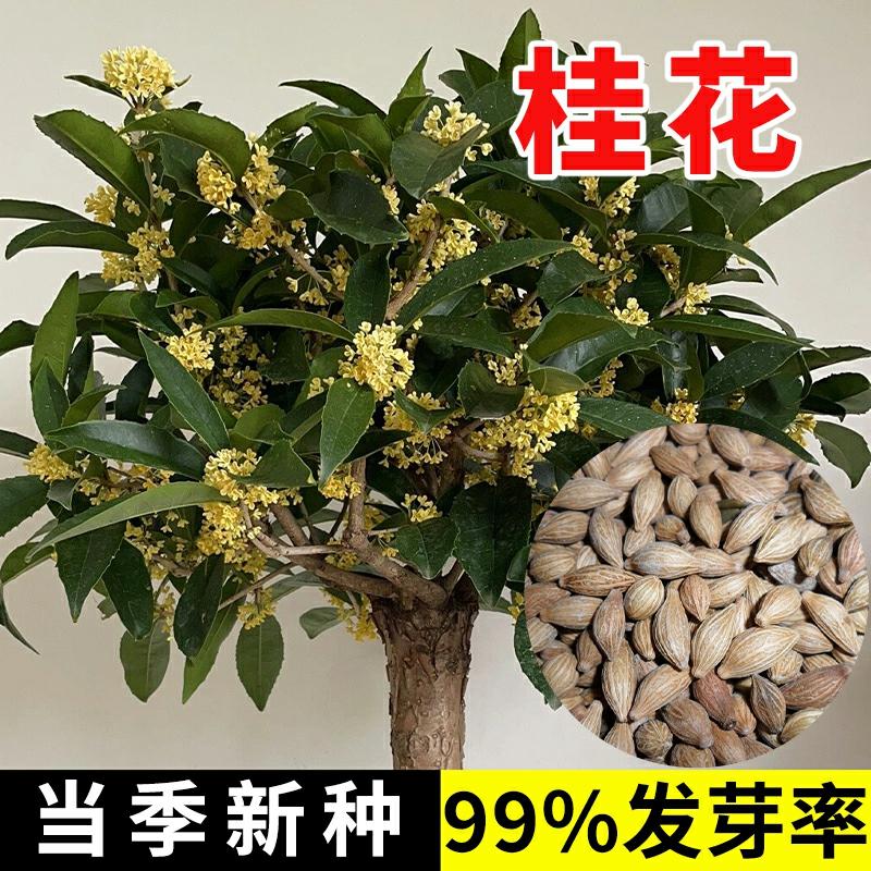 Sementes De Árvore De Flor De Osmanthus Com Fragrância Intensa Durante Todas As Estações, Fáceis De Cultivar Em Ambientes Internos, Varandas E Para A Decoração De Escritórios Em Vasos.  |   Sementes De Plantas Sementes De Plantas Sementes De Plantas