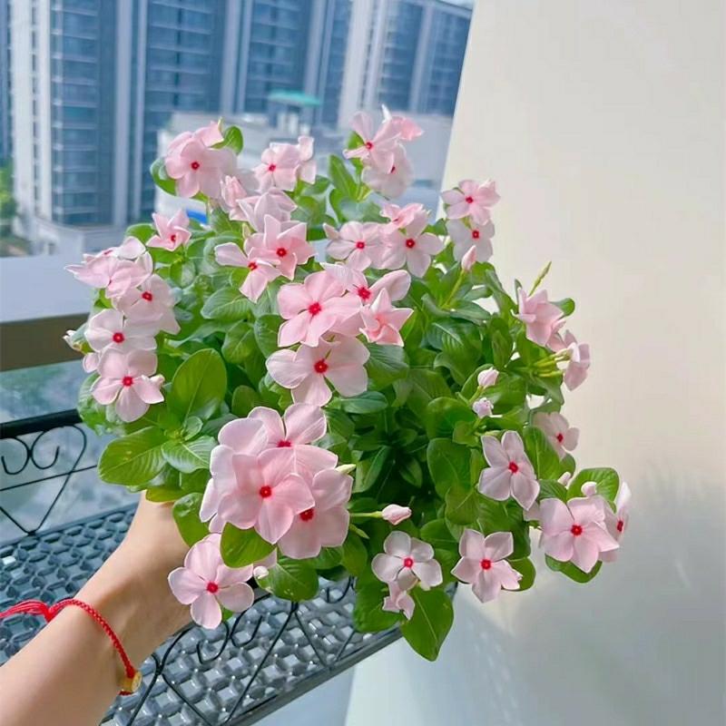 Sementes De Catharanthus Roseus Resistentes Ao Calor, Florescendo Por Longos Períodos, Vinca, Flor De Cinco Folhas, Flores De Todas As Estações, Sementes Para Canteiros, Varandas, Cultivo Interno E Externo Em Vasos.  |   Sementes De Plantas Sementes De Plantas Sementes De Plantas