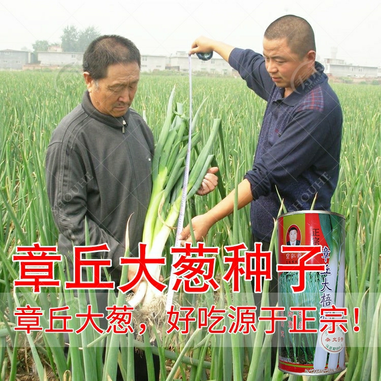 Sementes De Cebola Verde De Shandong, Cebola De Quatro Estações De Zhangqiu, Mudas De Cebola, Sementes De Vegetais, Cebola Aromática, Sementes De Cebola Pequena, Sementes De Cebola Com Raiz.  |   Sementes De Vegetais Sementes De Vegetais Sementes De Vegetais