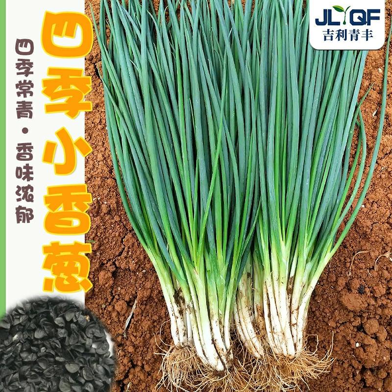 Sementes De Cebolinha De Quatro Estações – Sementes De Cebolinha De Shandong Para Cultivo Em Casa – Cebola Vermelha De Zhangqiu – Sementes De Cebolão – Grande Variedade De Sementes De Legumes  |   Sementes De Vegetais Sementes De Vegetais Sementes De Vegetais