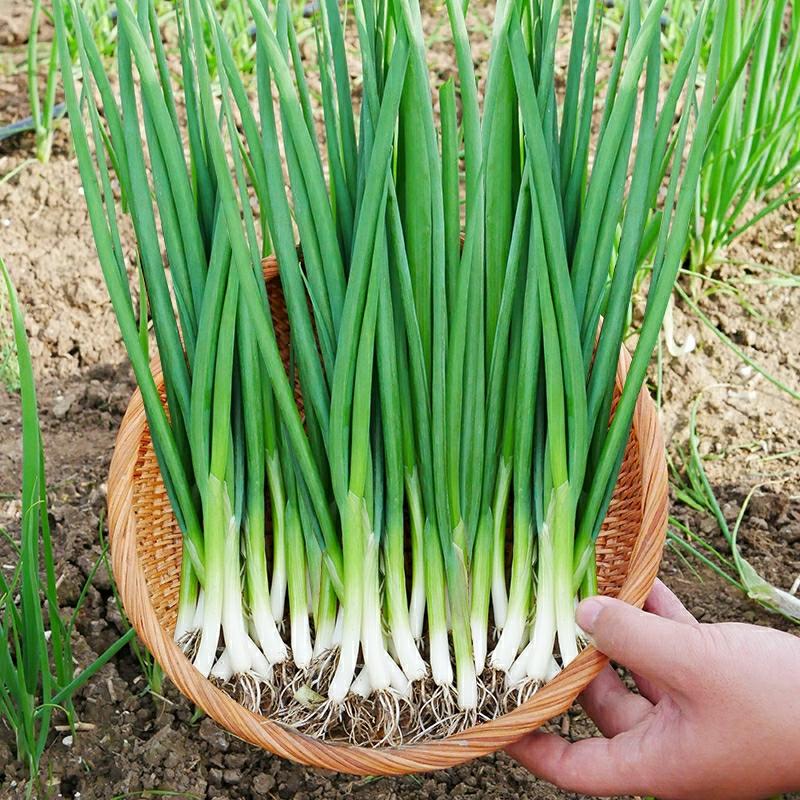 Sementes De Cebolinhas Locais Para Cultivo Em Casa, Cebolinhas Em Vaso Para Varandas, Mudas De Cebola, Vegetais De Fácil Cultivo, Sementes De Cebolinhas Sempre Verdes.  |   Sementes De Vegetais Sementes De Vegetais Sementes De Vegetais