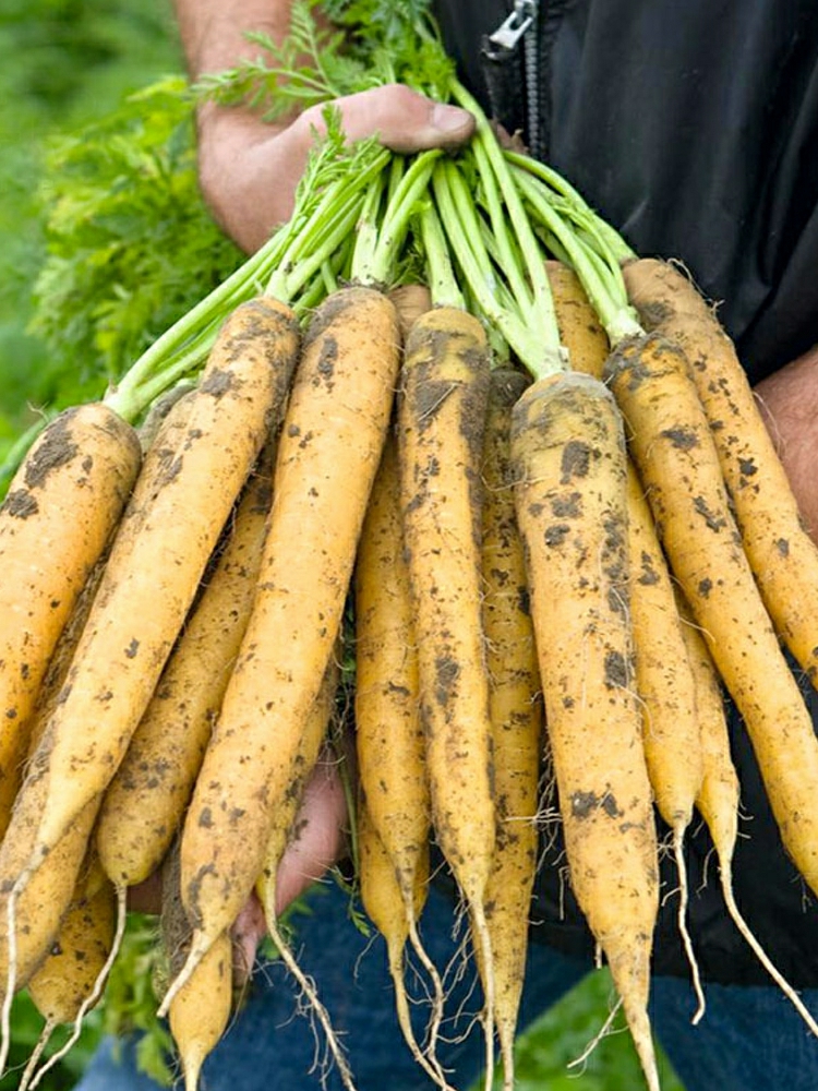 Sementes De Cenoura Amarela De Alta Produtividade, Cenouras Amarelas De Bijiuhuangshi, Sementes De Vegetais, Rabanete.  |   Sementes De Vegetais Sementes De Vegetais Sementes De Vegetais