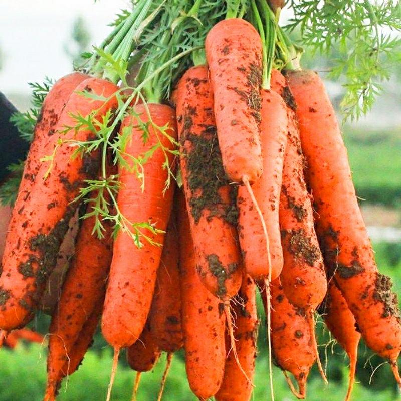 Sementes De Cenoura De Alta Produtividade Para Todas As Estações, Variedade Três Vermelhas De Cinco Polegadas, Sementes De Rabanete Frutal, Sementes De Hortaliças Caseiras.  |   Sementes De Vegetais Sementes De Vegetais Sementes De Vegetais