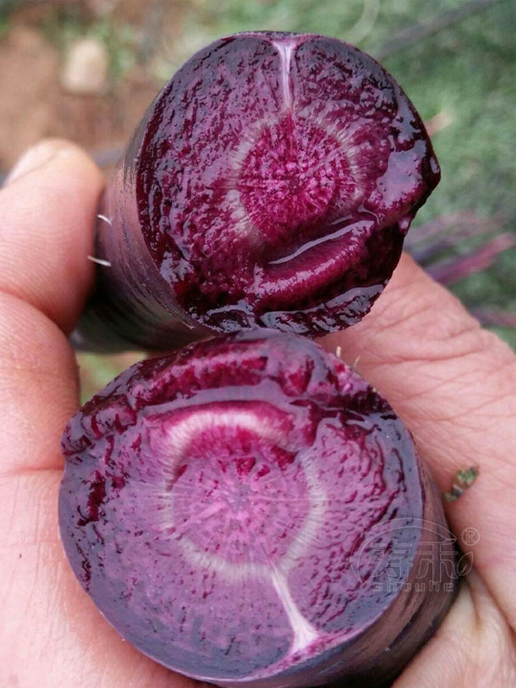 Sementes De Cenoura Roxa E Preta, Sementes De Nabo Roxo, Sementes De Vegetais Roxos, Sementes De Cenoura Preta, Variedades De Sementes De Nabo.  |   Sementes De Vegetais Sementes De Vegetais Sementes De Vegetais