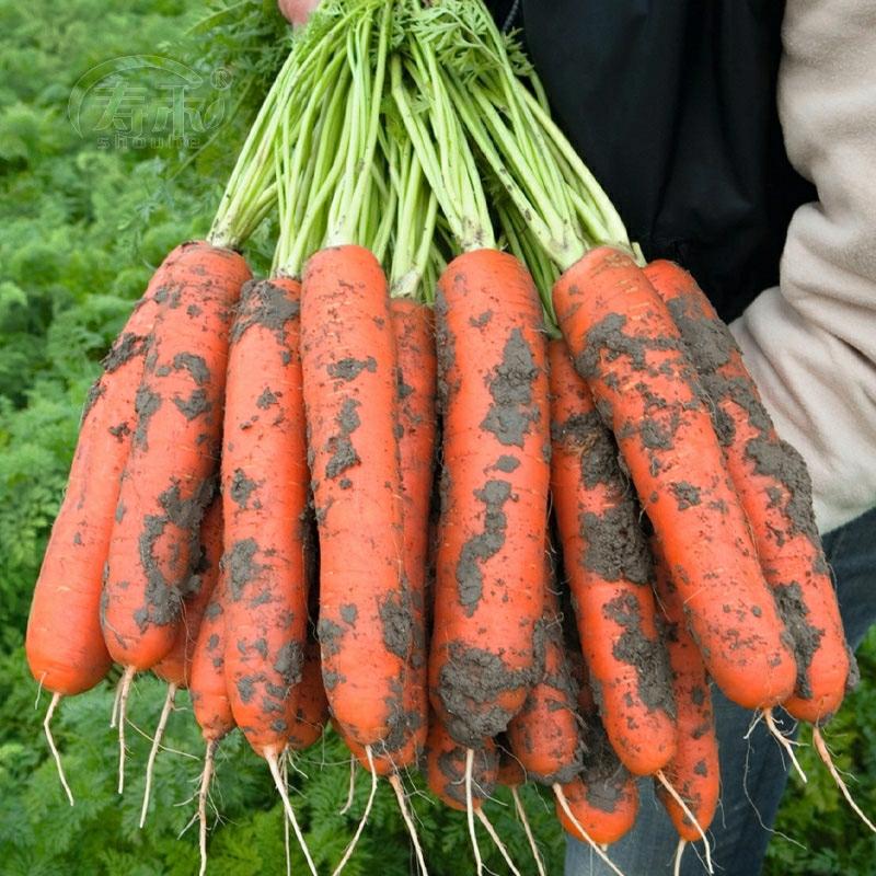 Sementes De Cenoura Vermelha De Alta Produtividade, Sementes De Vegetais, Sementes De Rabanete, Sementes De Cenoura.  |   Sementes De Vegetais Sementes De Vegetais Sementes De Vegetais