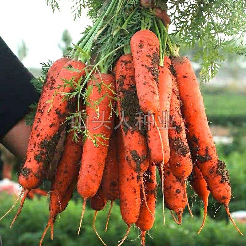 Sementes De Cenoura Vermelha, Sementes De Rabanete, Sementes De Frutas, Sementes De Cenoura, Sementes De Vegetais De Quatro Estações, Sementes De Cultivo Rural.  |   Sementes De Vegetais Sementes De Vegetais Sementes De Vegetais