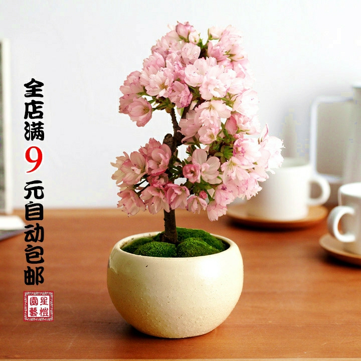 Sementes De Cerejeira – Sementes De Flores Em Miniatura Do Japão – Flores De Varanda Para Todas As Estações – Plantas De Fácil Cultivo Para Interiores E Mesas De Decoração.  |   Sementes De Plantas Sementes De Plantas Sementes De Plantas