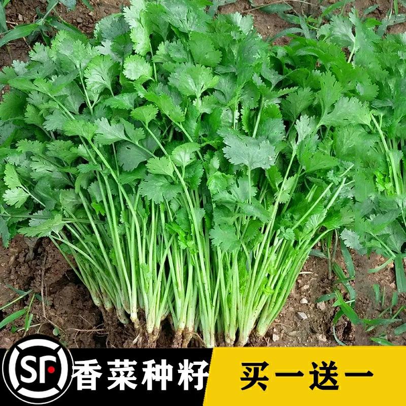 Sementes De Coentro De Folhas Grandes E Pequenas Para Todas As Estações, Resistentes Ao Frio E Ao Calor, Cebolinhas, Manteiga, Couve Chinesa, Alface, Sementes De Azedinha, Inverno.  |   Sementes De Vegetais Sementes De Vegetais Sementes De Vegetais