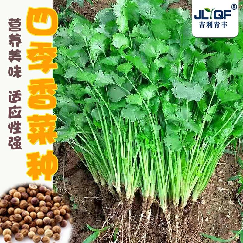 Sementes De Coentro De Folhas Grandes Resistentes Ao Calor, Variedade Antiga De Shandong, Semeadas Na Primavera E No Verão, Cultivo Rápido Para Varandas Durante Todas As Estações.  |   Sementes De Vegetais Sementes De Vegetais Sementes De Vegetais