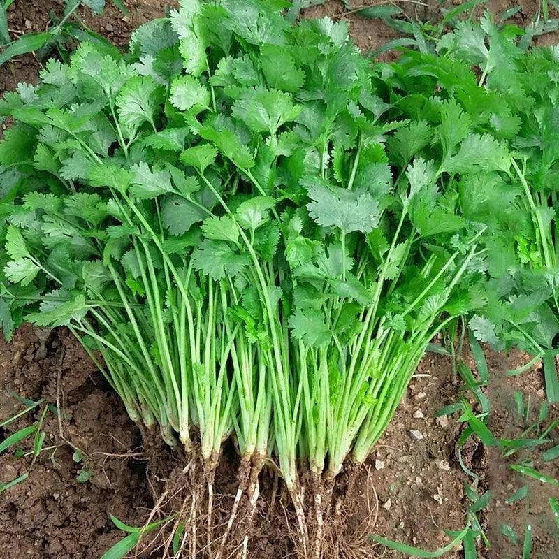 Sementes De Coentro De Rápido Crescimento Para Todas As Estações – Sementes De Coentro De Folhas Grandes Para Cultivo Em Casa, Sementes De Coentro Comestíveis E Sementes De Vegetais.  |   Sementes De Vegetais Sementes De Vegetais Sementes De Vegetais