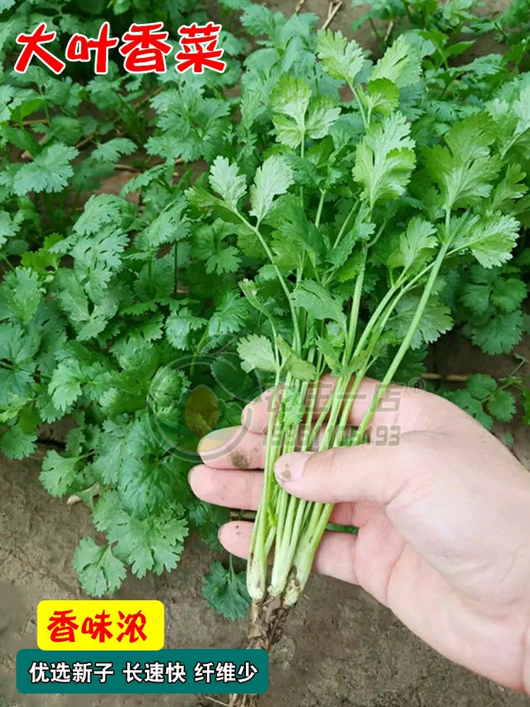 Sementes De Coentro, Sementes De Coentro De Folhas Grandes, Sementes De Vegetais De Quatro Estações, Sementes Para Cultivo Em Vaso De Vegetais.  |   Sementes De Vegetais Sementes De Vegetais Sementes De Vegetais