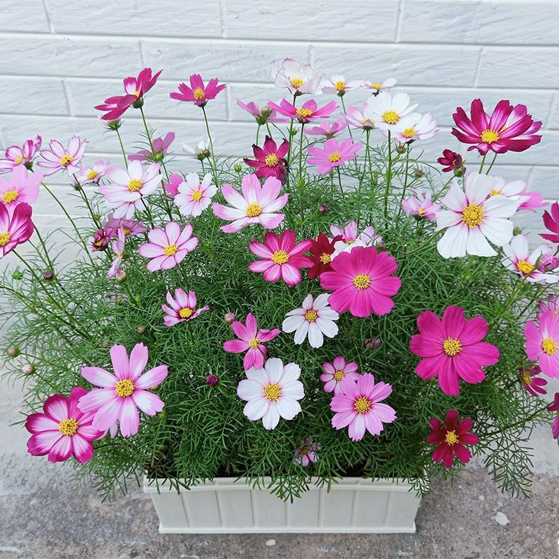 Sementes De Cosmos De Baixa Estatura De Quatro Estações Para Florescer – Sementes De Flores De Gessamim Para Interior, Varanda E Jardim – Fáceis De Cultivar E Ideal Para Paisagismo.  |   Sementes De Plantas Sementes De Plantas Sementes De Plantas