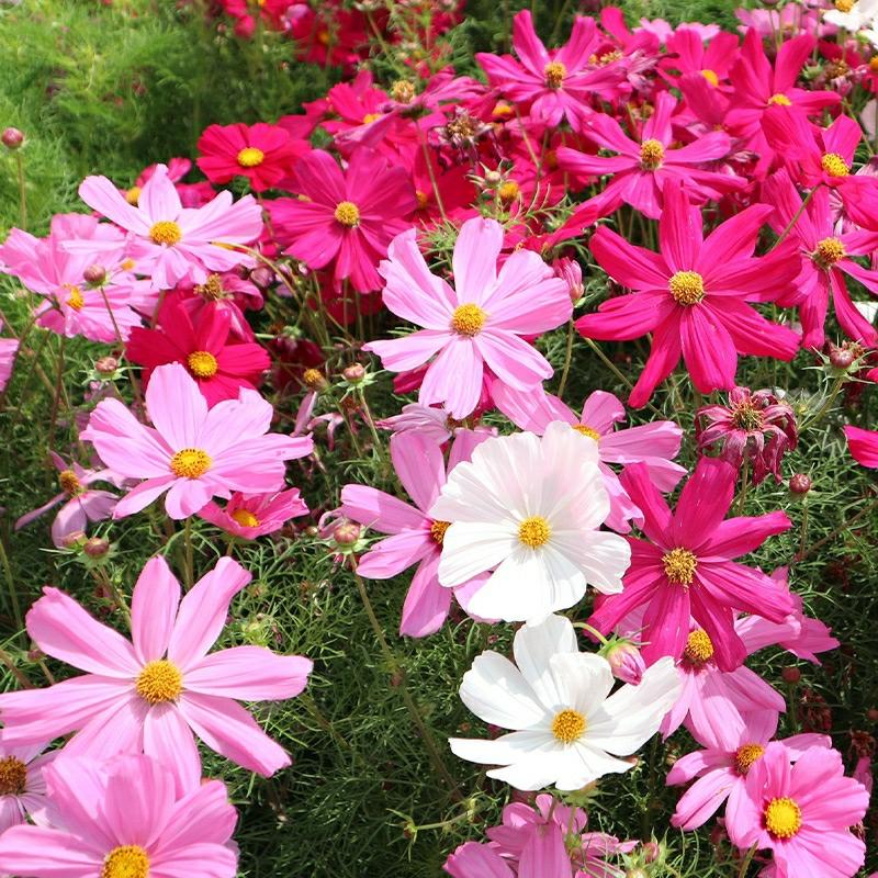 Sementes De Cosmos, Sementes De Flores De Gessem, Sementes Coloridas E Fáceis De Cultivar, Florescem Durante Todo O Ano, Plantadas Ao Ar Livre.  |   Sementes De Plantas Sementes De Plantas Sementes De Plantas