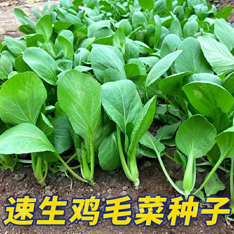 Sementes De Couve Chinesa, Cultivo Rápido De Shanghai, Sementes De Bok Choy Para Plantio Em Todas As Estações, Vegetais Para Cultivo Em Vasos Na Varanda.  |   Sementes De Vegetais Sementes De Vegetais Sementes De Vegetais