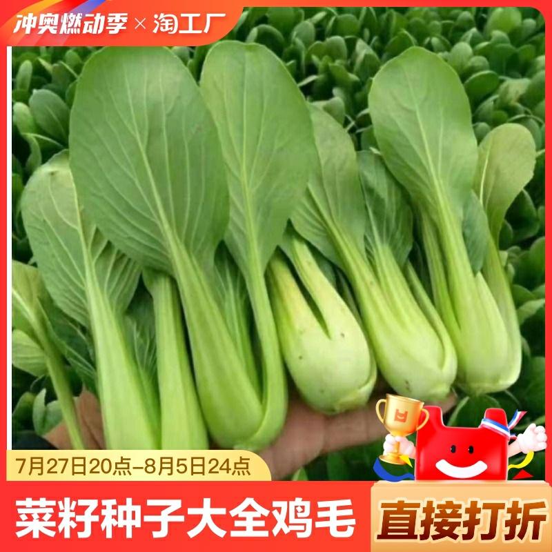 Sementes De Couve Chinesa, Cultivo Rápido De Shanghai, Sementes De Pak Choi Para Plantio Em Todas As Estações, Vegetais Para Cultivo Em Vasos Na Varanda.  |   Sementes De Vegetais Sementes De Vegetais Sementes De Vegetais