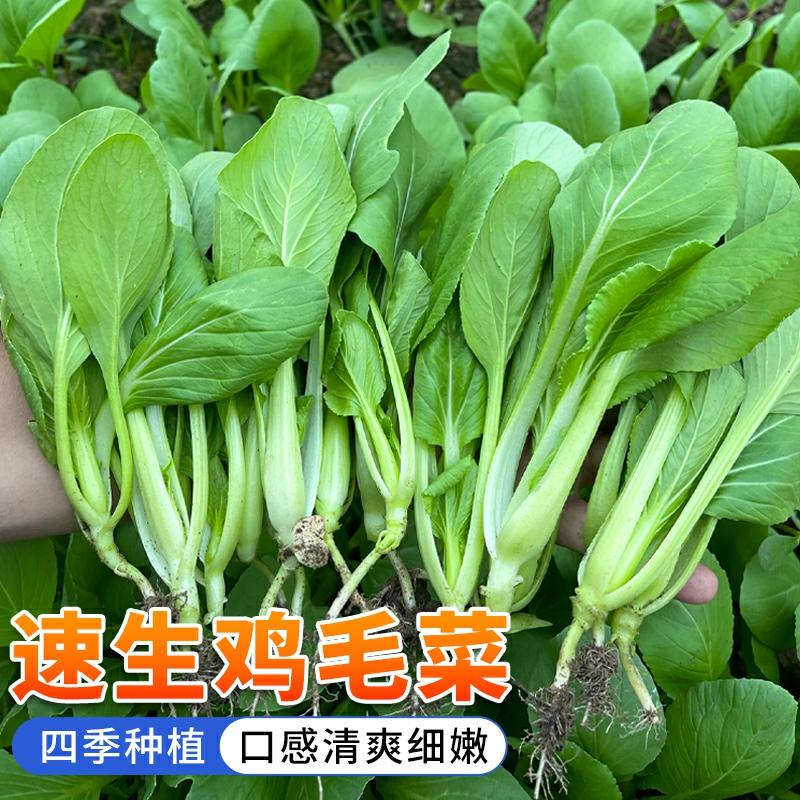 Sementes De Couve-Chinesa De Quatro Estações Para Plantio Em Primavera E Outono – Sementes De Shanghai Qing E Pequena Couve Para Cultivo Em Vasos Na Varanda.  |   Sementes De Vegetais Sementes De Vegetais Sementes De Vegetais