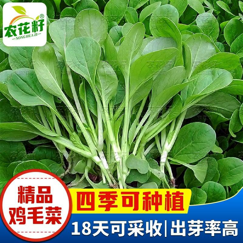 Sementes De Couve Chinesa De Quatro Estações, Sementes De Rápido Crescimento De Shanghai Qing, Sementes De Couve Chinesa, Sementes De Vegetais Pequenos, Coleção Completa De Sementes De Vegetais Para Cultivo Em Vasos.  |   Sementes De Vegetais Sementes De Vegetais Sementes De Vegetais