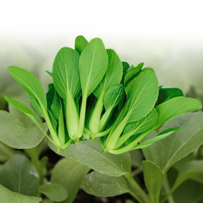 Sementes De Couve Chinesa De Shanghai, Sementes De Bok Choy, Vegetais Para Cultivo Em Vasos Na Varanda Durante As Quatro Estações, Sementes De Mostarda E Vegetais.  |   Sementes De Vegetais Sementes De Vegetais Sementes De Vegetais