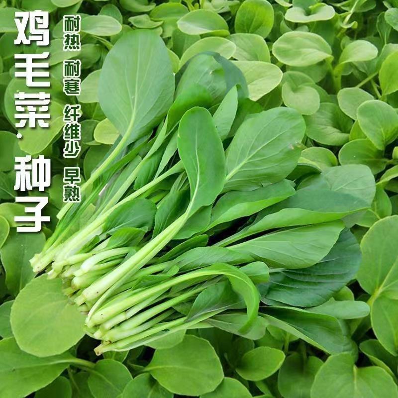 Sementes De Couve Chinesa Para Cultivo Em Vasos Na Varanda Durante Todas As Estações – Fácil De Cultivar E De Rápido Crescimento.  |   Sementes De Vegetais Sementes De Vegetais Sementes De Vegetais