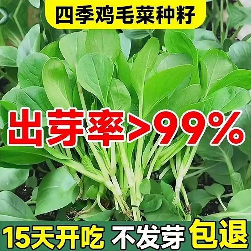 Sementes De Couve Chinesa Sem Pragas Para Cultivo Em Todas As Estações – Sementes De Vegetais Resistentes Ao Calor E Ao Frio, Sementes Orgânicas De Bok Choy.  |   Sementes De Vegetais Sementes De Vegetais Sementes De Vegetais