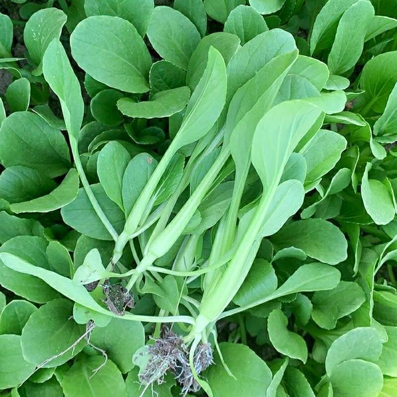 Sementes De Couve Chinesa, Sementes De Vegetais De Quatro Estações, Sementes De Bok Choy, Cultivo Em Vaso Para Varanda, Shanghai Qing, Vegetais, Sementes De Nabo.  |   Sementes De Vegetais Sementes De Vegetais Sementes De Vegetais