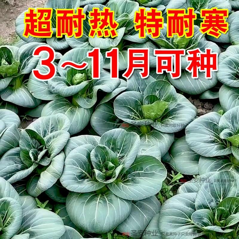 Sementes De Couve De Folha Preta, Sementes De Couve Suzhou, Sementes De Couve Shanghai, Sementes De Legumes De Fazenda Para Todas As Estações  |   Sementes De Vegetais Sementes De Vegetais Sementes De Vegetais