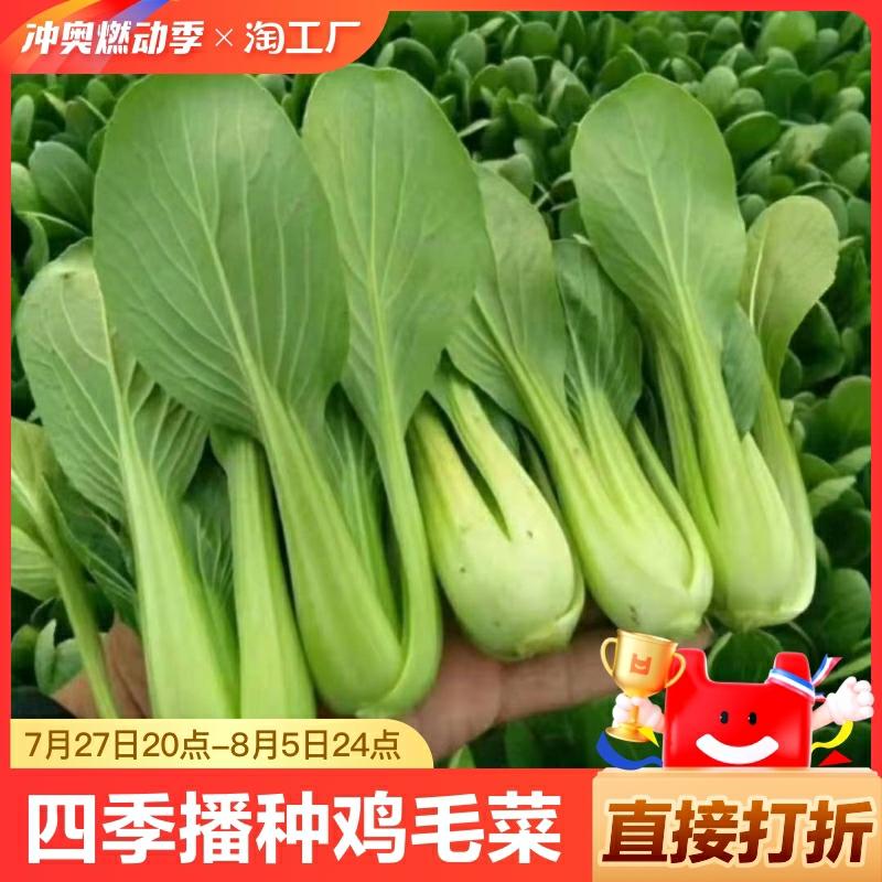 Sementes De Couve De Shanghai, Sementes De Vegetais De Quatro Estações, Sementes De Couve Baixa, Sementes De Cebolinha Para Plantio.  |   Sementes De Vegetais Sementes De Vegetais Sementes De Vegetais