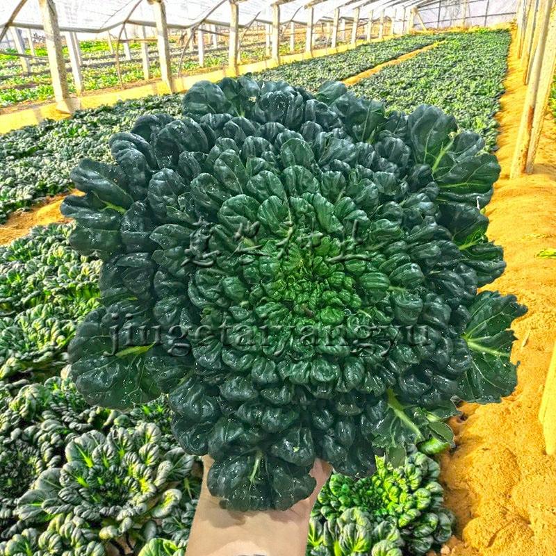 Sementes De Couve Negra Huangxin, Sementes De Vegetais Silvestres, Couve Preta, Couve Verde, Cultivo Durante As Quatro Estações: Primavera, Verão, Outono E Inverno, Cultivo Em Vasos De Fazenda.  |   Sementes De Vegetais Sementes De Vegetais Sementes De Vegetais