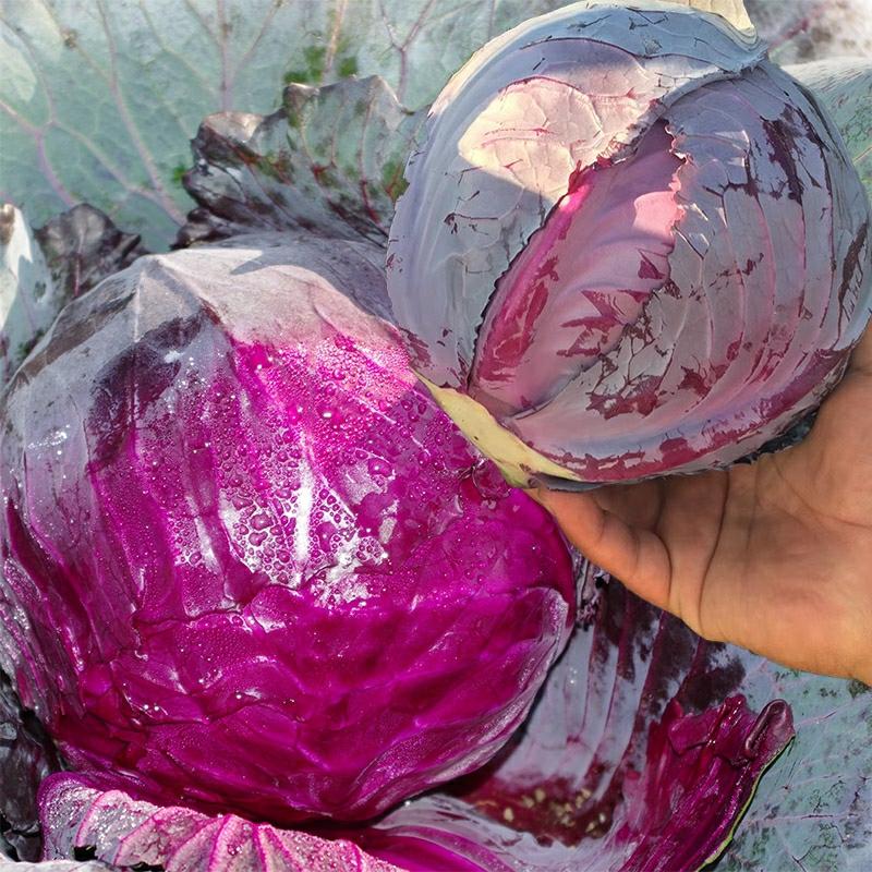 Sementes De Couve Roxa Ziyang, Sementes De Couve Roxa, Sementes De Vegetais De Coração Fechado, Sementes De Repolho, Sementes De Agricultura Yuan He.  |   Sementes De Vegetais Sementes De Vegetais Sementes De Vegetais