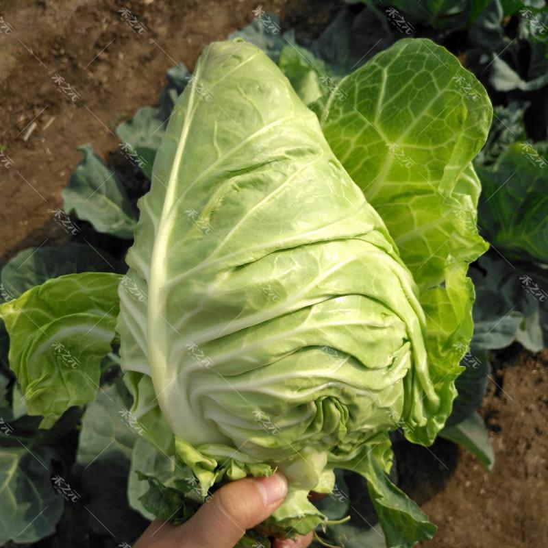 Sementes De Couve, Sementes De Couve Coração De Boi, Sementes De Couve-Flor, Sementes De Couve De Primavera E Outono, Sementes De Repolho De Verão E Outono, Vegetais Verdes De Quatro Estações.  |   Sementes De Vegetais Sementes De Vegetais Sementes De Vegetais