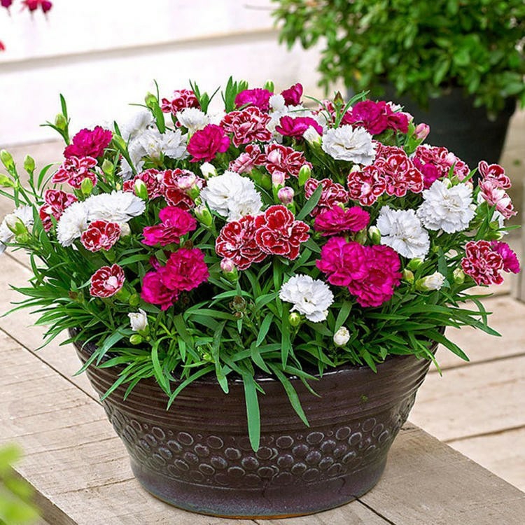 Sementes De Cravos-De-Defunto Multicoloridos, Flores De Pétalas Duplas, Cultivo Durante As Quatro Estações, Florescimento De Dianthus Europeu, Plantas De Interior Para Jardins Em Vasos.  |   Sementes De Plantas Sementes De Plantas Sementes De Plantas