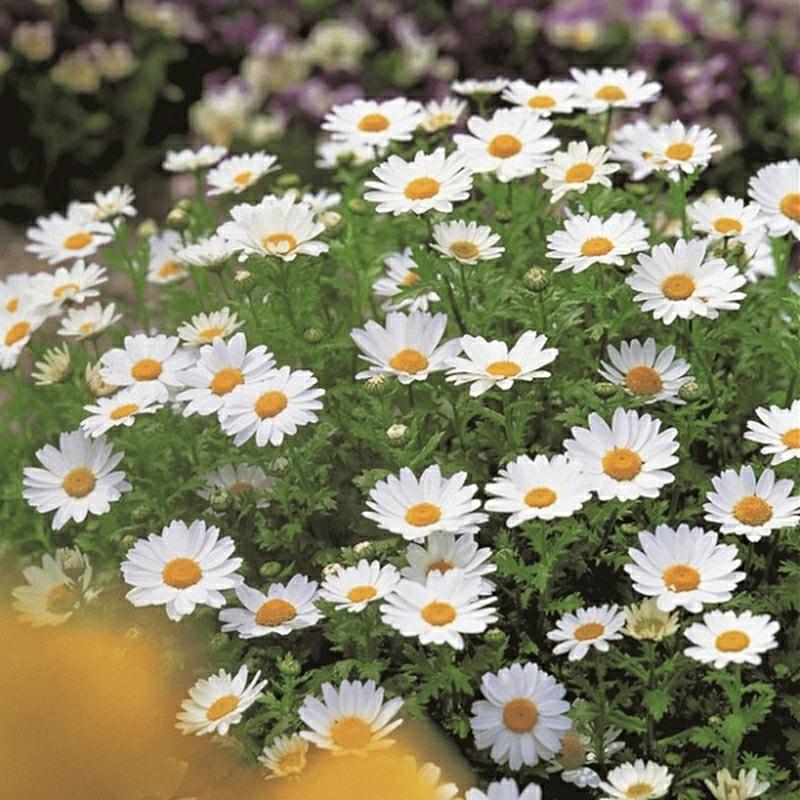 Sementes De Crisântemo Branco De Quatro Estações – Sementes De Flores Para Jardins, Paisagismo E Projetos De Jardins De Primavera.  |   Sementes De Plantas Sementes De Plantas Sementes De Plantas