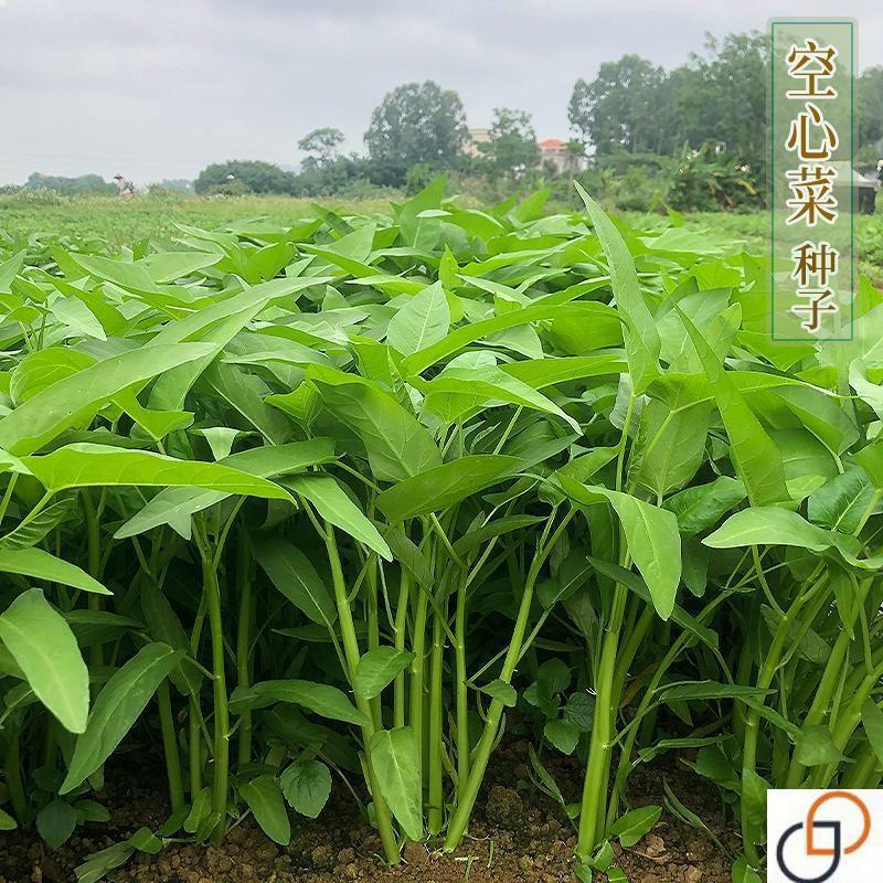 Sementes De Erva-Mate De Folhas De Bambu, Fáceis De Cultivar, Colheitas Múltiplas, Cultivo Em Vaso Durante As Quatro Estações, Sementes De Vegetais.  |   Sementes De Vegetais Sementes De Vegetais Sementes De Vegetais