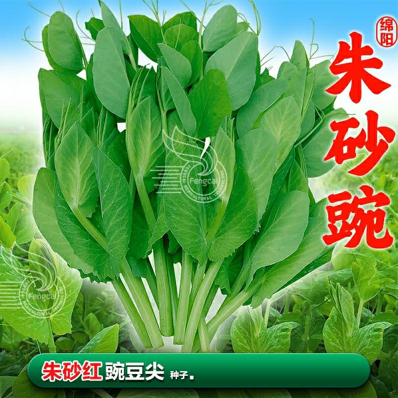 Sementes De Ervilha Vermelha De Sichuan, Sementes De Brotos De Ervilha, Brotos De Vegetais Para Cultivo Hidropônico, Guia Completo De Sementes De Vegetais Para Plantio No Outono.  |   Sementes De Vegetais Sementes De Vegetais Sementes De Vegetais