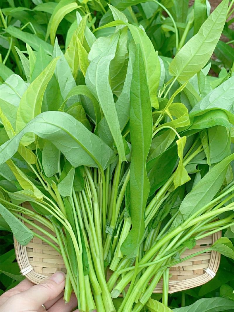 Sementes De Espinafre Aquático: Guia Completo De Sementes Para Todas As Estações, Mudas De Legumes, Sementes De Vegetais, Sementes De Espinafre Aquático De Folha Grande, Sementes Para Plantio Em Casa.  |   Sementes De Vegetais Sementes De Vegetais Sementes De Vegetais