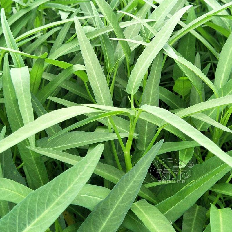 Sementes De Espinafre Aquático, Mudas De Vegetais De Quatro Estações, Com Raízes, Sementes De Vegetais De Folhas Longas, Sementes De Alface De Folhas Grandes.  |   Sementes De Vegetais Sementes De Vegetais Sementes De Vegetais