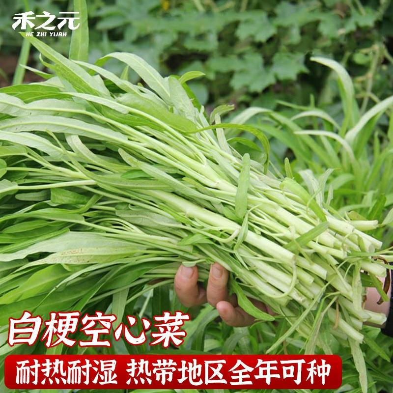 Sementes De Espinafre Branco, Sementes De Vegetais De Fazenda, Sementes De Estação Sul, Sementes De Vegetais Para Todas As Estações, Sementes De Vegetais Aquáticos, Sementes De Outono E Inverno.  |   Sementes De Vegetais Sementes De Vegetais Sementes De Vegetais