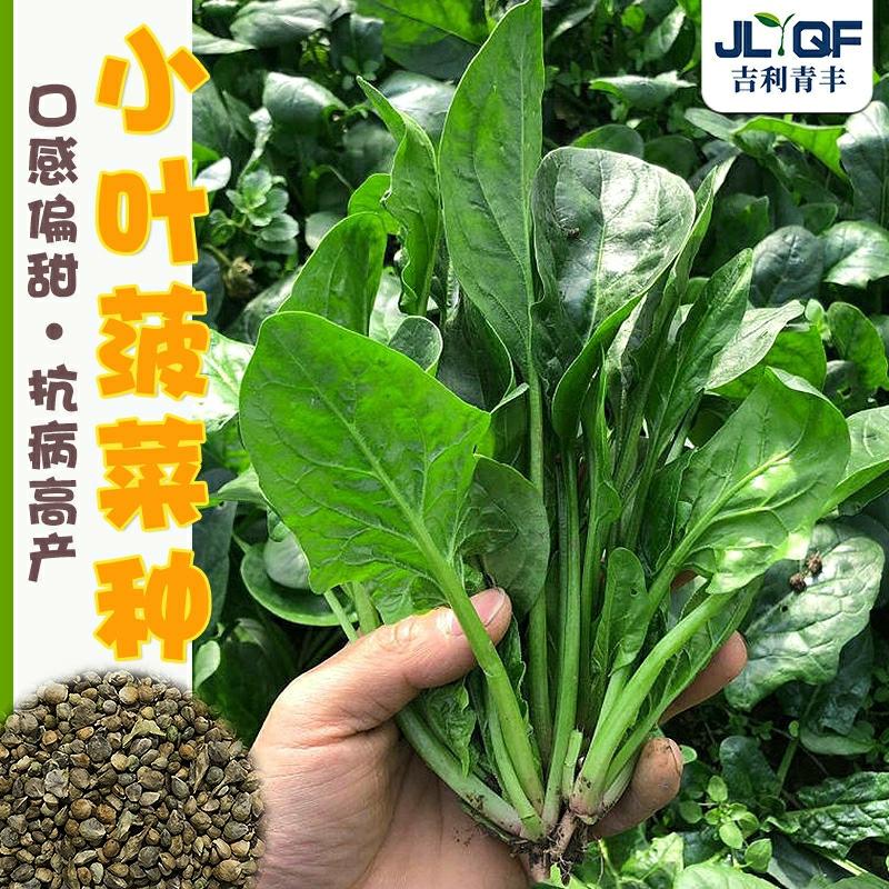 Sementes De Espinafre De Folhas Grandes De Raiz Vermelha De Shandong, Sementes De Espinafre Resistentes Ao Calor Para Plantio De Verão, Vegetais Caseiros De Primavera E Outono, Espinafre De Folhas Pequenas.  |   Sementes De Vegetais Sementes De Vegetais Sementes De Vegetais