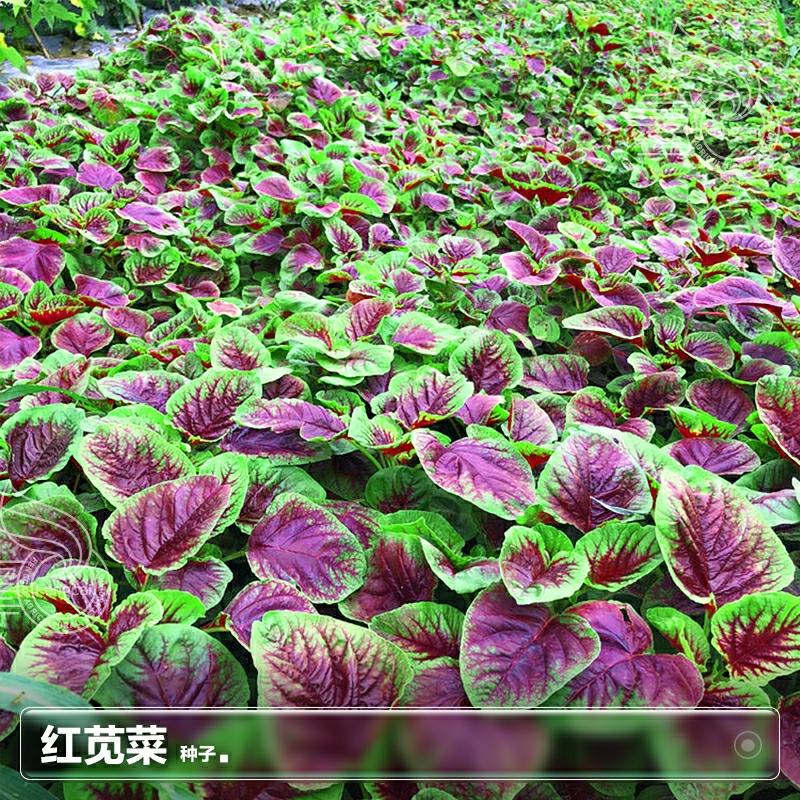 Sementes De Espinafre Vermelho, Sementes De Vegetais Han, Resistentes Ao Calor No Verão, Cultivo De Vegetais De Estação Em Varandas Durante Todo O Ano. Guia Completo De Sementes De Vegetais.  |   Sementes De Vegetais Sementes De Vegetais Sementes De Vegetais