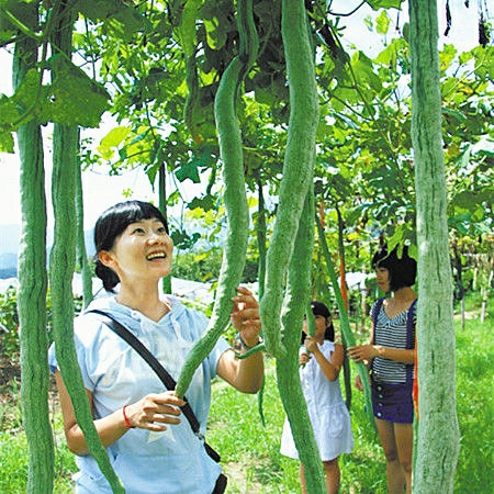 Sementes De Feijão-De-Cobra, Sementes De Melão Serpente, Frutas Exóticas E Saudáveis, Cultivo Em Vasos Para Varandas, Sementes De Vegetais Para Todas As Estações, Semeadas Na Primavera.  |   Sementes De Frutas Sementes De Frutas Sementes De Frutas