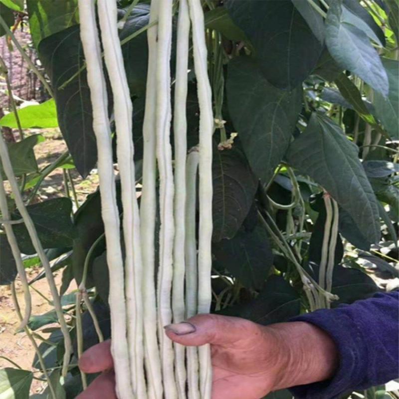 Sementes De Feijão-De-Corda Branco De Três Polegadas, Sementes De Vagem Longa, Sementes Para Cultivo Em Vasos Na Varanda, Sementes De Vegetais De Primavera E Outono, Alta Produtividade.  |   Sementes De Vegetais Sementes De Vegetais Sementes De Vegetais