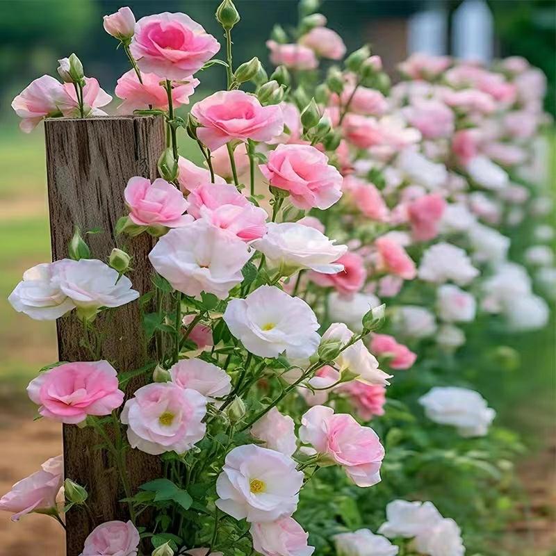 Sementes De Flor De Campânula De Pétalas Duplas, Florescendo Durante Todo O Ano, Fáceis De Cultivar Em Ambientes Internos E Externos, Ideais Para Varandas, Sementes De Flores Em Vasos.  |   Sementes De Plantas Sementes De Plantas Sementes De Plantas